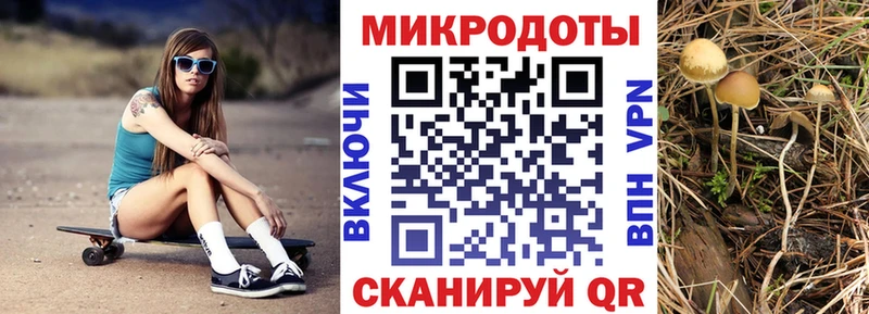 Галлюциногенные грибы Psilocybine cubensis  МЕГА   Аркадак 